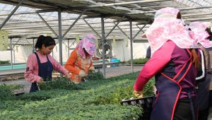 Hàn Quốc đưa ra chính sách lao động thời vụ mới năm 2021